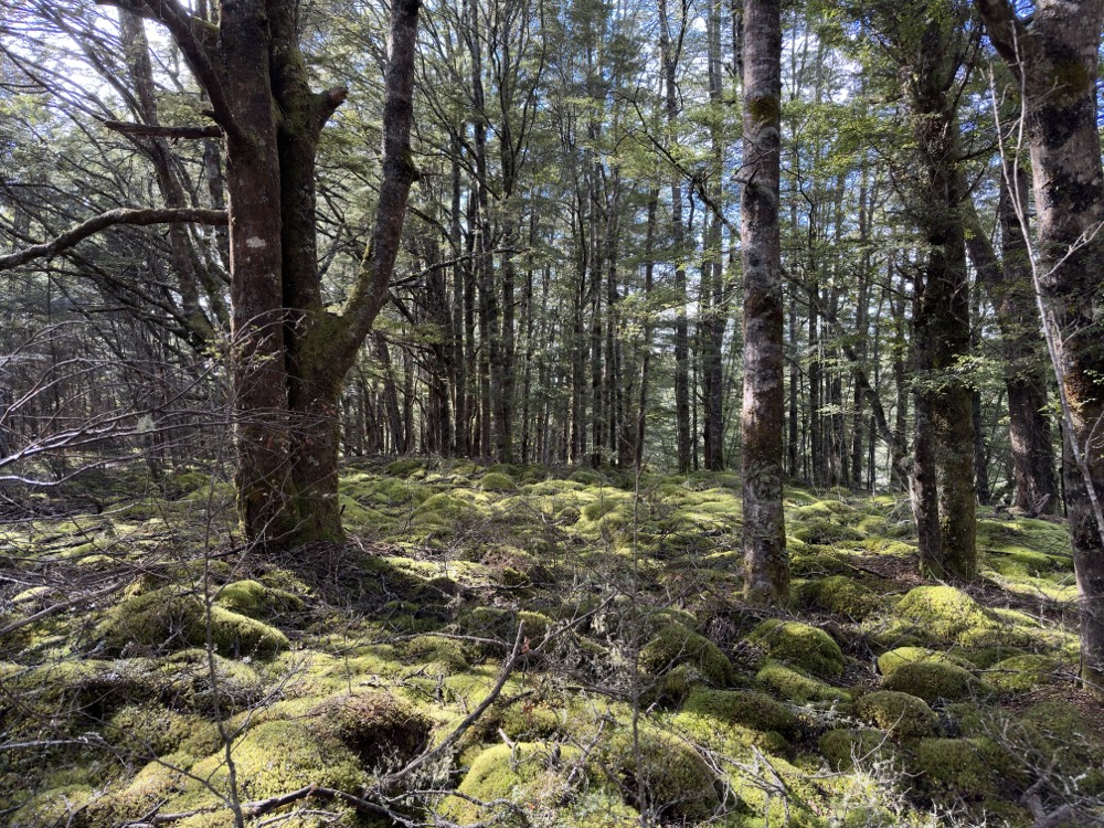 Ob sich unter den vielen kleinen Kuppeln die Waldtrolle verbergen?