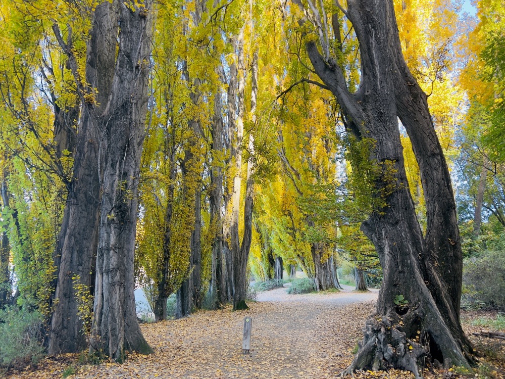 Wunderschöne Allee zum Durchspazieren