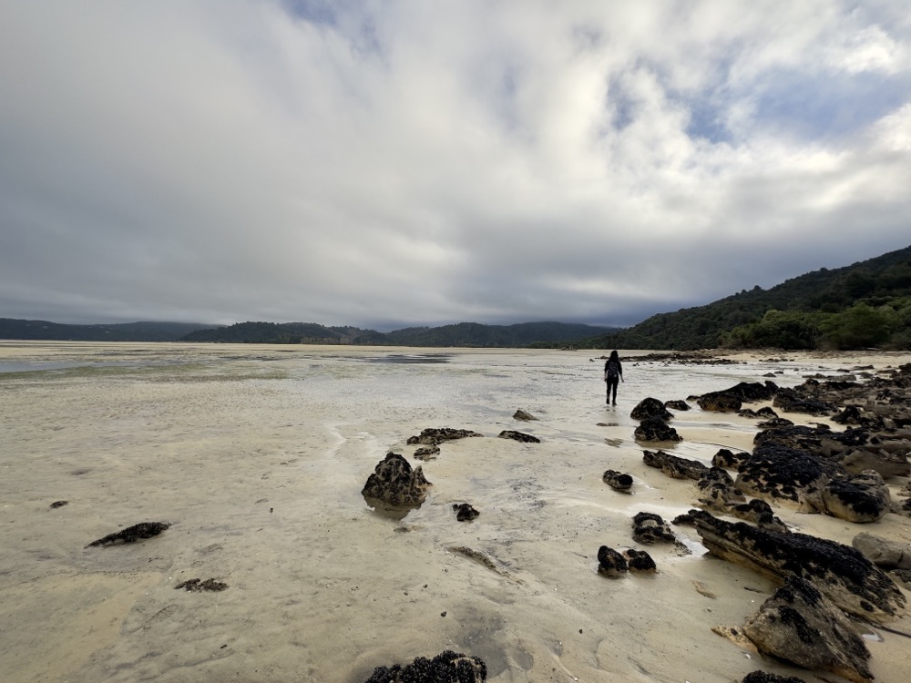 Treibholz, Muscheln und Matthias