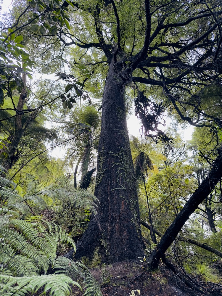 Die Kraft der Natur