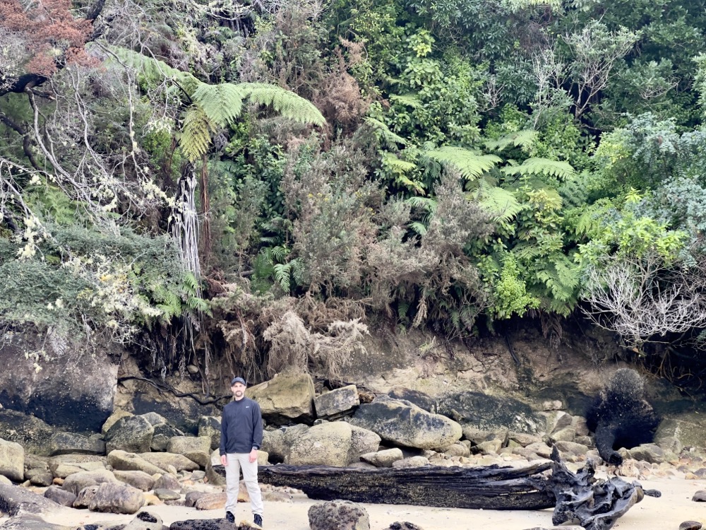 Gibt es in Neuseeland Mangroven?