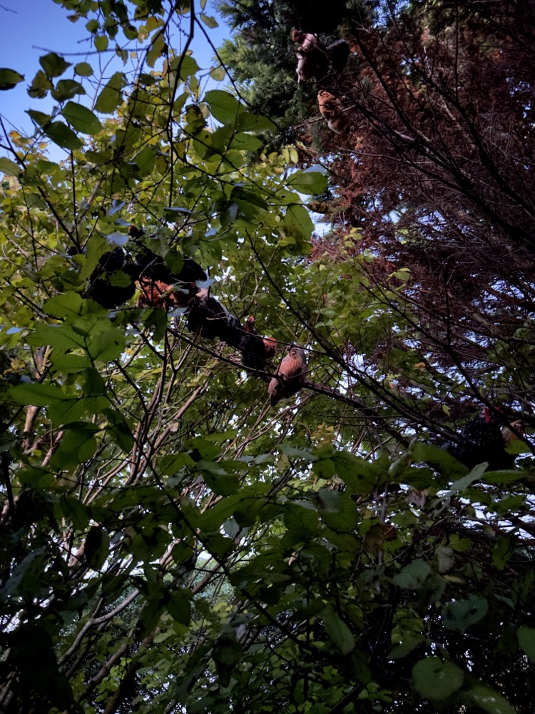 Im Baum sind die Hühner vor Räubern sicherer als im Stall